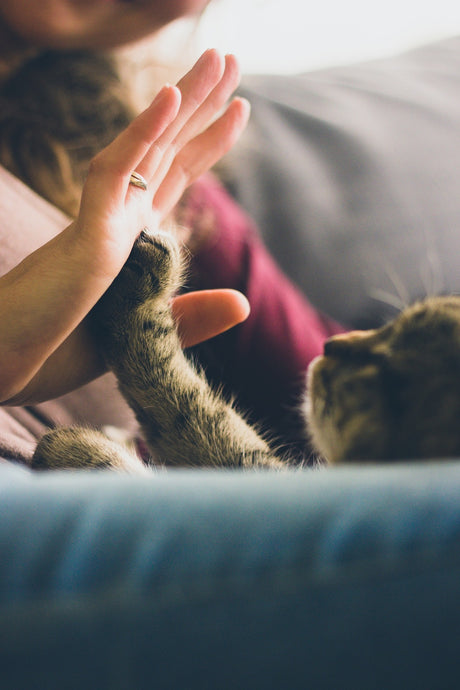 Cat Reiki Course